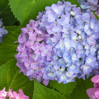 紫や青、ピンクに咲く重なり合うアジサイの花の写真