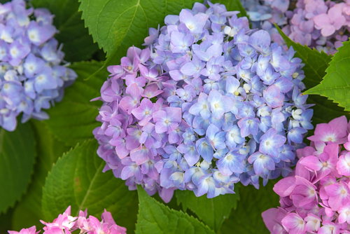 紫や青、ピンクに咲く重なり合うアジサイの花