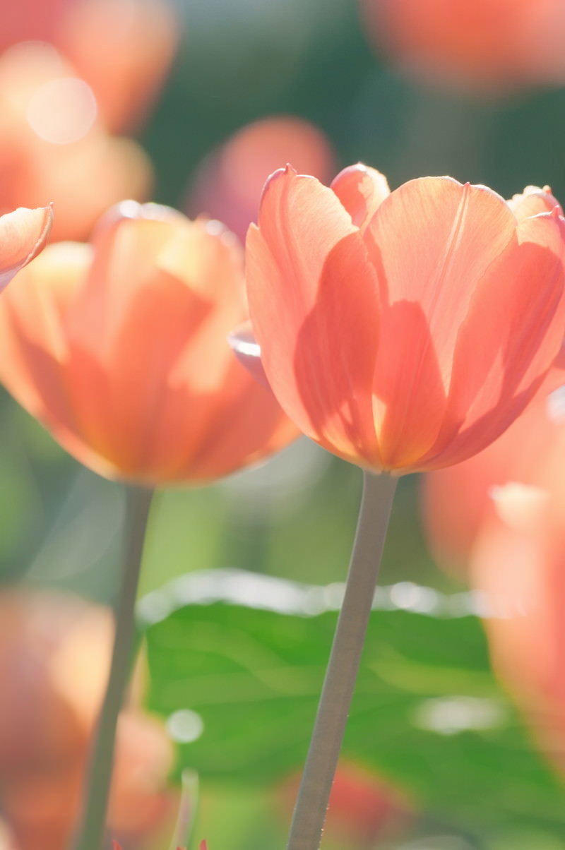 オレンジ色のチューリップが透け感のある花びらを見せている