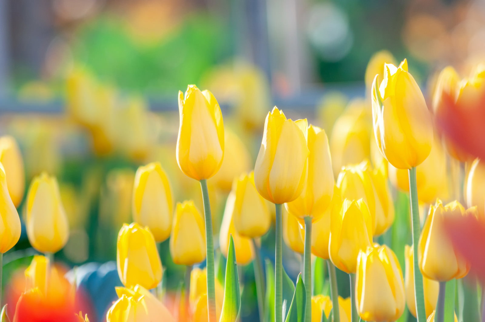 花壇に咲く鮮やかな黄色いチューリップの花