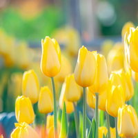花壇に並んで咲いた黄色いチューリップの春の風景の写真