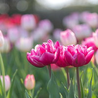 花壇に鮮やかに花開くチューリップの春景色の写真
