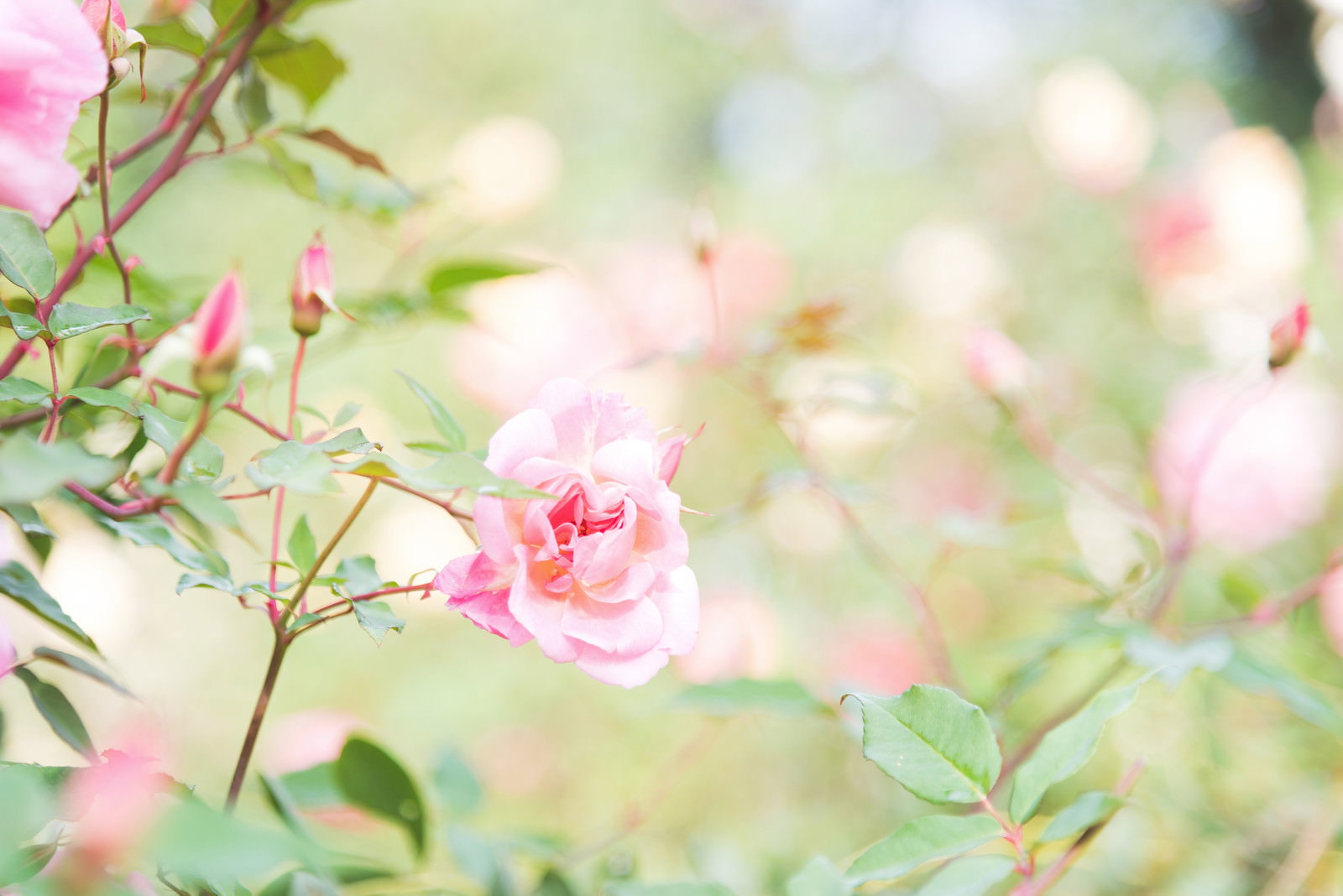 柔らかな桃色の花びらが美しく開いたバラの花
