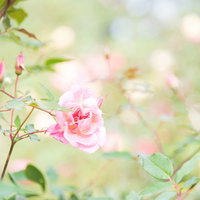 柔らかな桃色に咲くバラの花の美しいクローズアップの写真