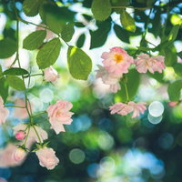 木漏れ日と薔薇（ピンク小輪）の写真
