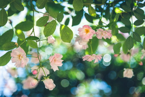 木漏れ日に照らされた薔薇の庭園 ピンク色の花が輝く季節の風景