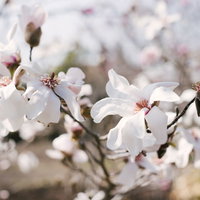 白い花びらが開花したマグノリアの花と新緑の枝の写真