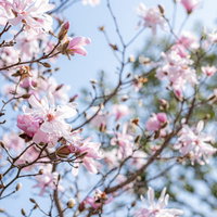 薄いピンク色の花を咲かせるマグノリアの開花の写真