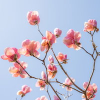 青空に向かって花を広げるマグノリアの枝の写真