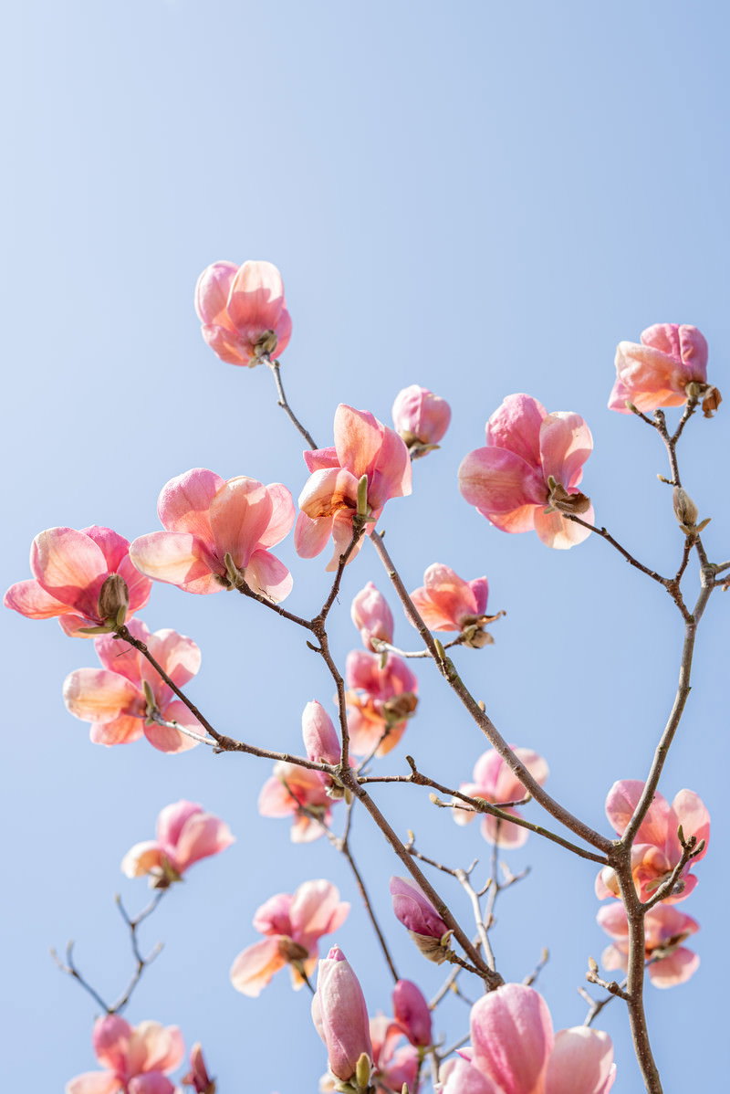青空をバックにピンク色の花を咲かせるマグノリアの枝