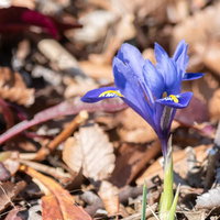 落ち葉の中から顔を出す青い小さな花、ミニアイリスの写真