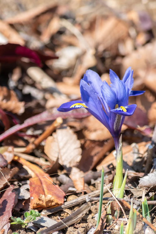 落ち葉の中から顔を出す青い小さな花、ミニアイリス