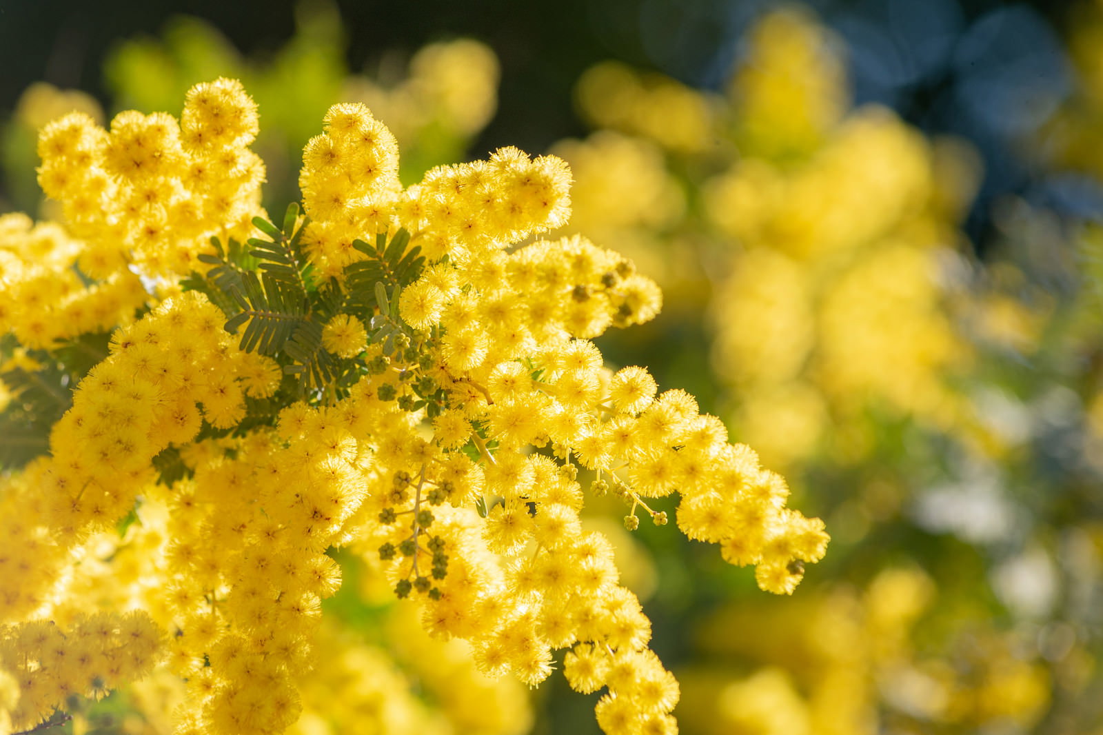 黄色いポンポン状の花が密集して咲く満開のミモザの花