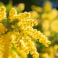 黄色いポンポン状に咲く満開のミモザの花 春のガーデニングの写真
