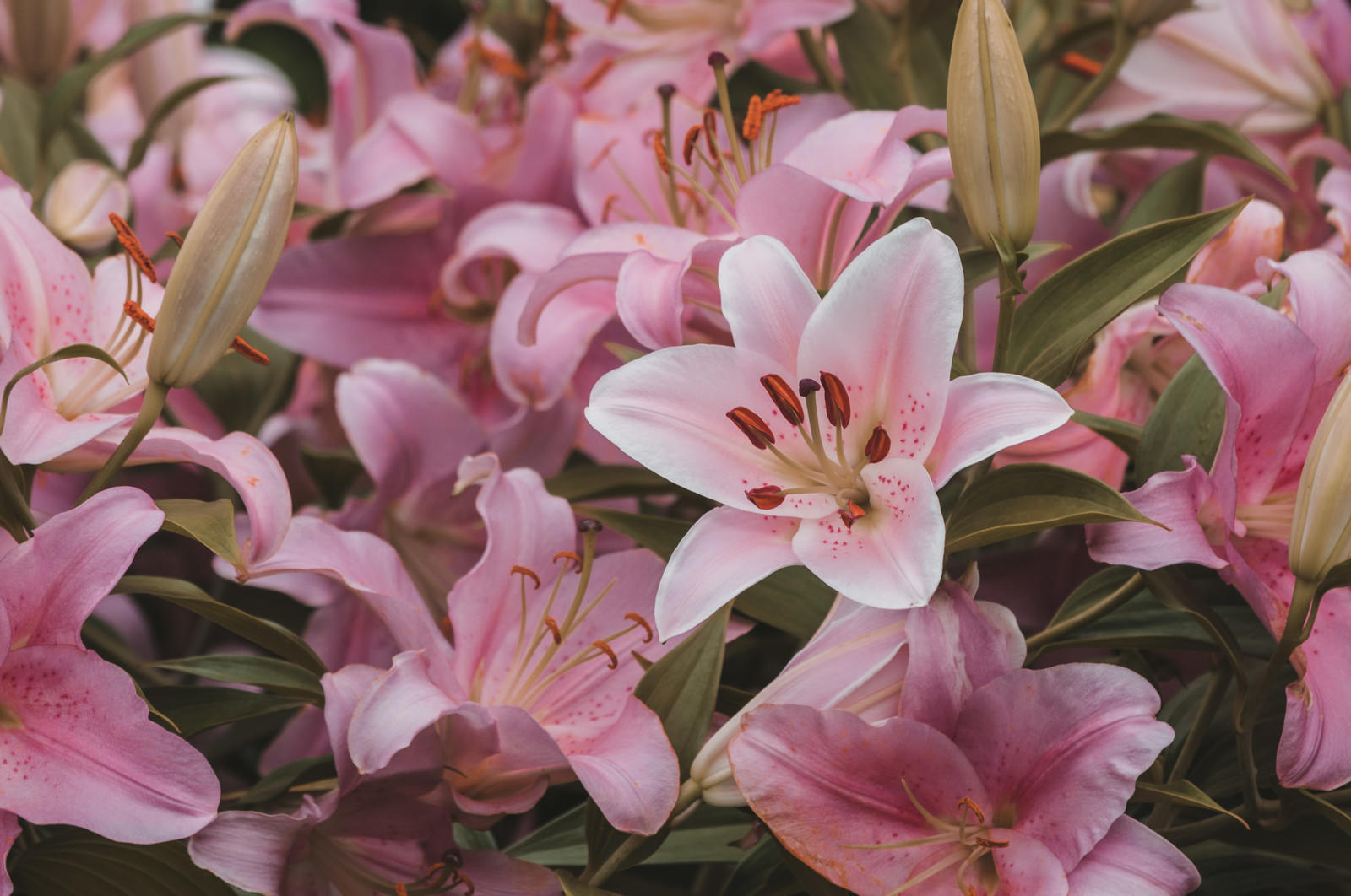 淡いピンク色のユリの花が満開に咲いている花壇の様子