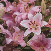 淡いピンク色のユリが満開に咲き誇る花畑の風景の写真