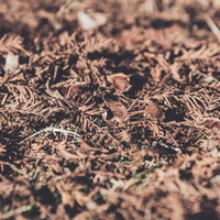 土の地面に散らばった朽ちた枯れ葉と落葉の積層の写真