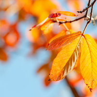 秋の日差しに透ける紅葉した葉と細い葉脈が美しい自然風景の写真