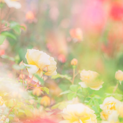 ソフトフォーカスで撮影した黄色いバラの花の写真