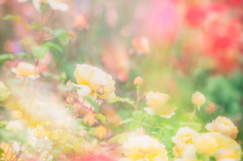 ソフトフォーカスで撮影した黄色いバラの花