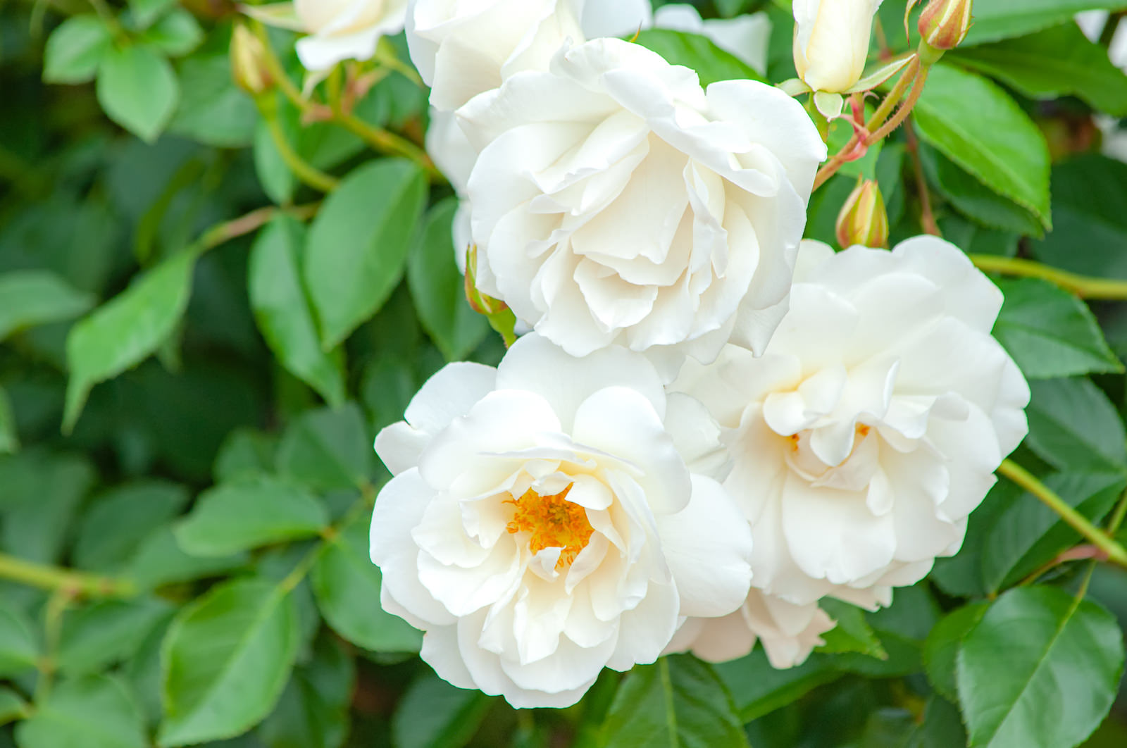 純白の花びらが美しく重なる白いバラの花