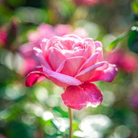 玉ボケに包まれた開花のピンク薔薇、光に優雅に咲く花の写真