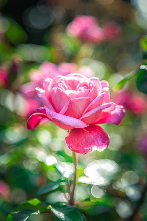 玉ボケに包まれた開花のピンク薔薇、光に優雅に咲く花