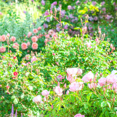 バラ園に咲くピンクと紫の薔薇の風景と新緑の写真