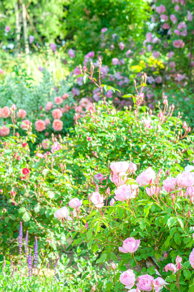 バラ園に咲くピンク色と紫色の薔薇の花と緑の茎葉の群生