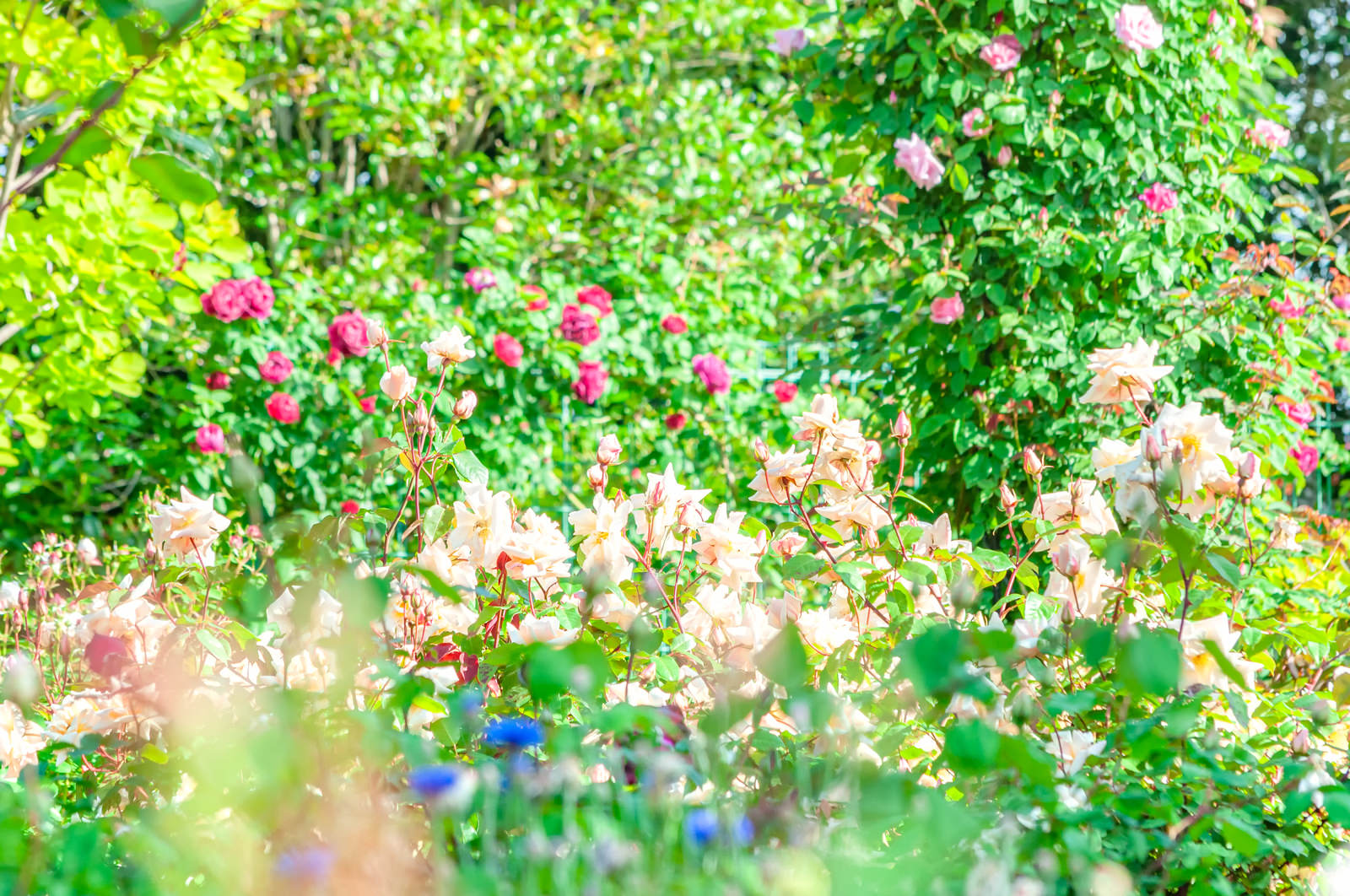 バラ園で咲くピンクと白のバラの花々