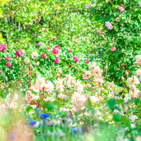 バラ園に咲くピンクと白の薔薇の美しい花々の写真