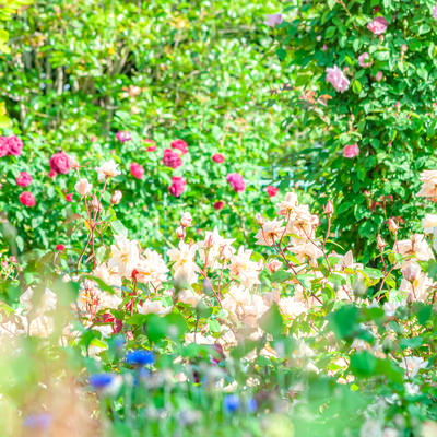 バラ園に咲くピンクと白の薔薇の美しい花々の写真