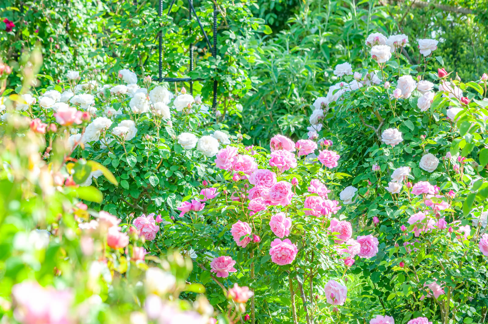 バラ園に咲くピンクと白の薔薇