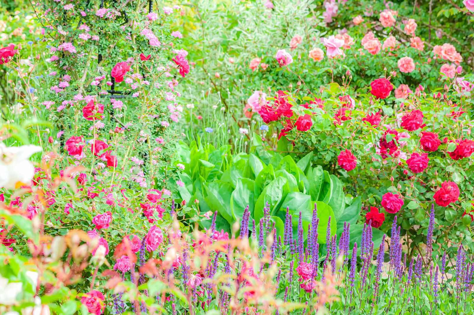 バラ園に咲くピンクと赤の薔薇の花々