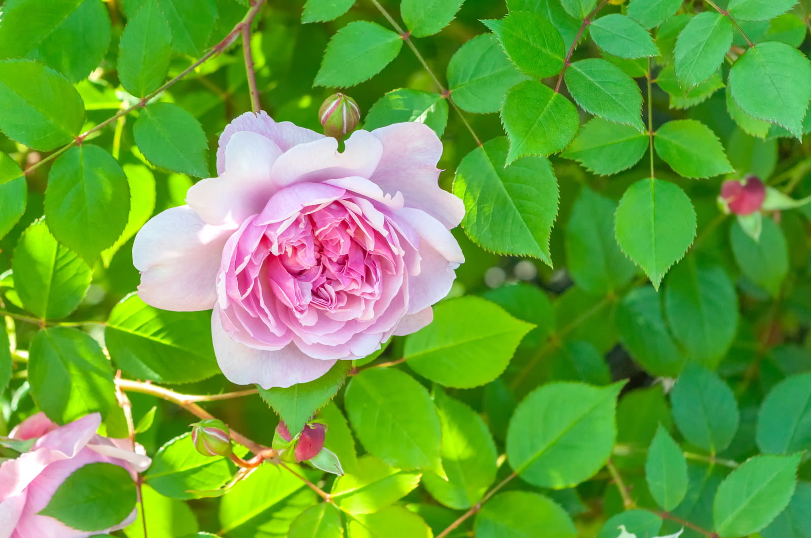 日陰で咲く淡いピンクの薔薇の花と緑の葉