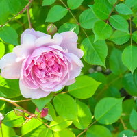 日陰に咲くピンクの薔薇の花の写真