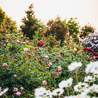 夕暮れ時に咲くバラ園の薔薇の写真