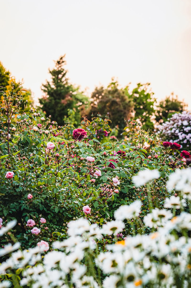 夕暮れ時のバラ園でピンクや白の薔薇が咲いている風景