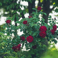 木陰で咲く赤いバラの花の写真