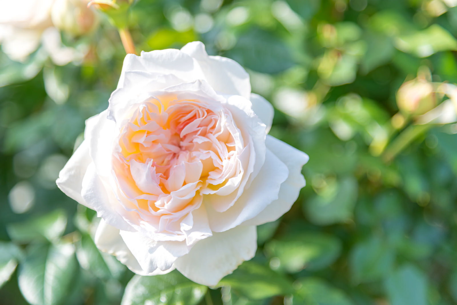 中心部分がピンクとオレンジ色の白いバラの花が咲いている