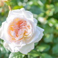 甘い香りのする白とピンク色のバラの花 バラ科の園芸用装飾の写真