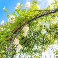 白いバラが絡まったドーム型のアーチの写真