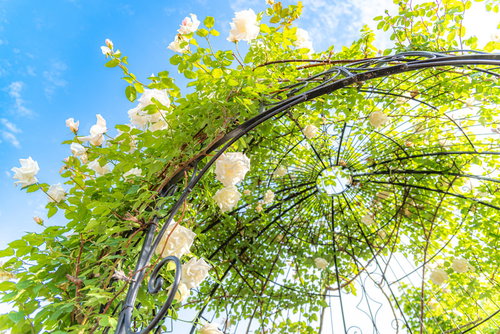 白いバラが絡まったドーム型のアーチ