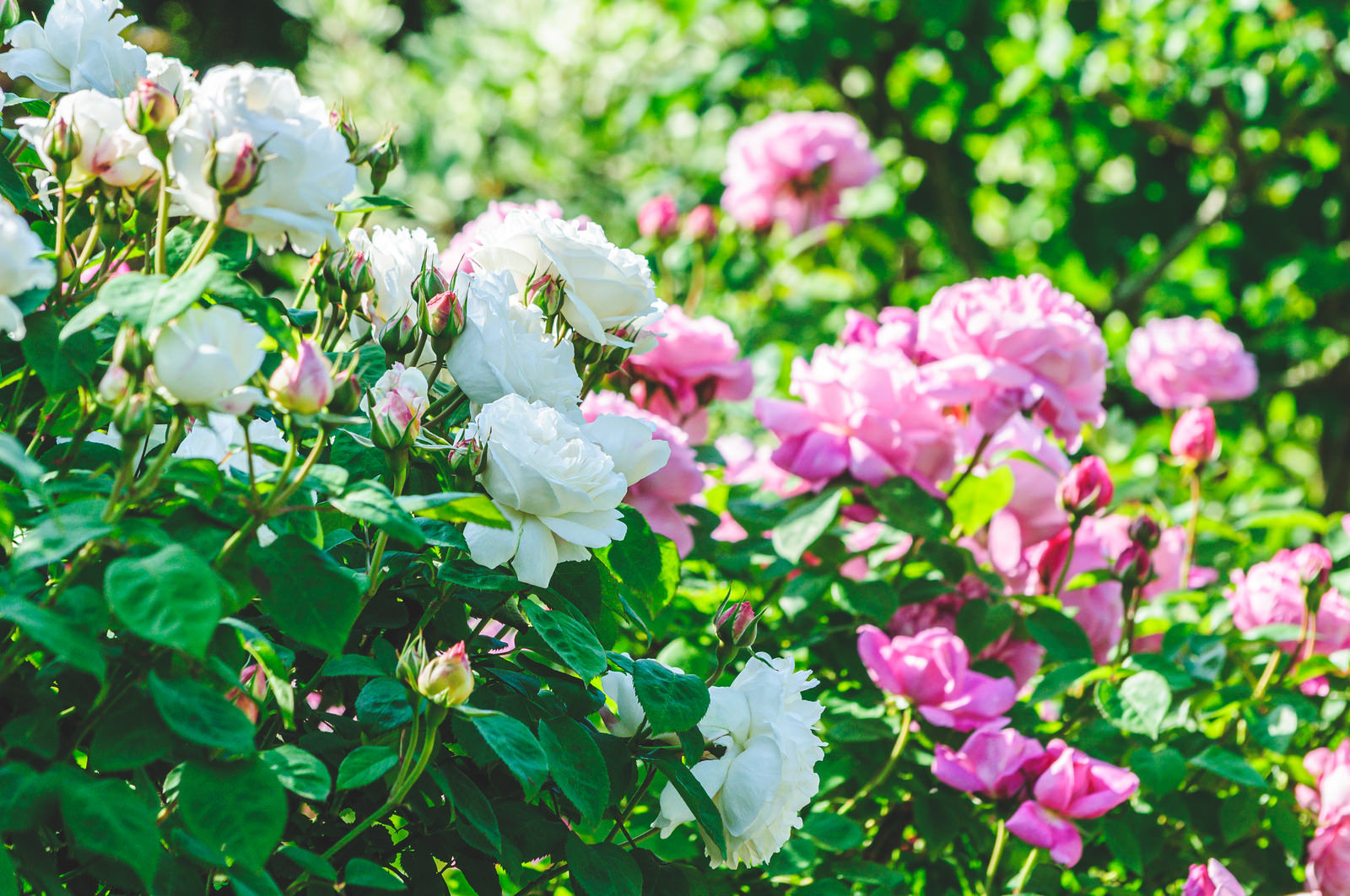 緑の葉に囲まれて咲く白とピンクのバラの花