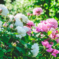 白とピンクの薔薇が咲くバラ園の風景の写真