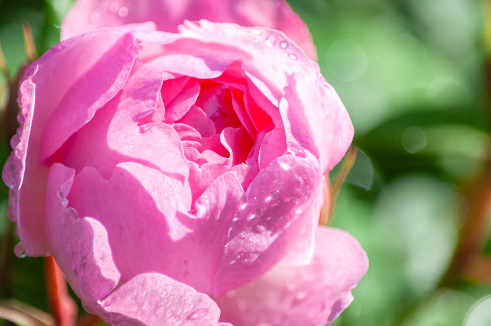 ピンクのバラの花びらに水滴が付いている雨上がりの様子