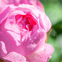 雨上がりのピンクのバラに付いた水滴と花びらの写真