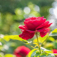 雨上がりの赤いバラと玉ボケ。庭園の鮮やかな薔薇の写真
