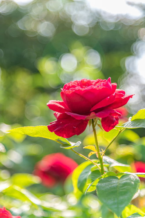 雨上がりの赤いバラと玉ボケ。庭園の鮮やかな薔薇