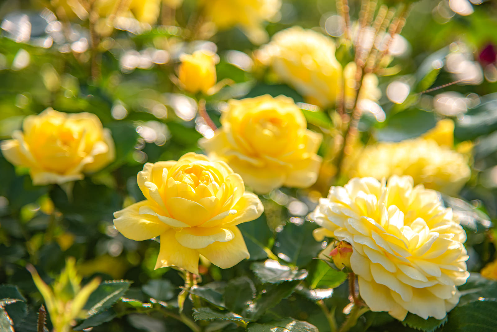 満開の黄色いバラが咲く薔薇園の様子